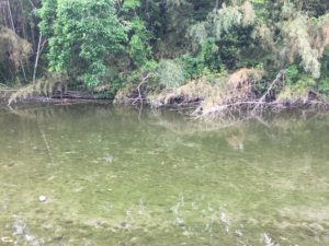 犬上川で小鮎釣り