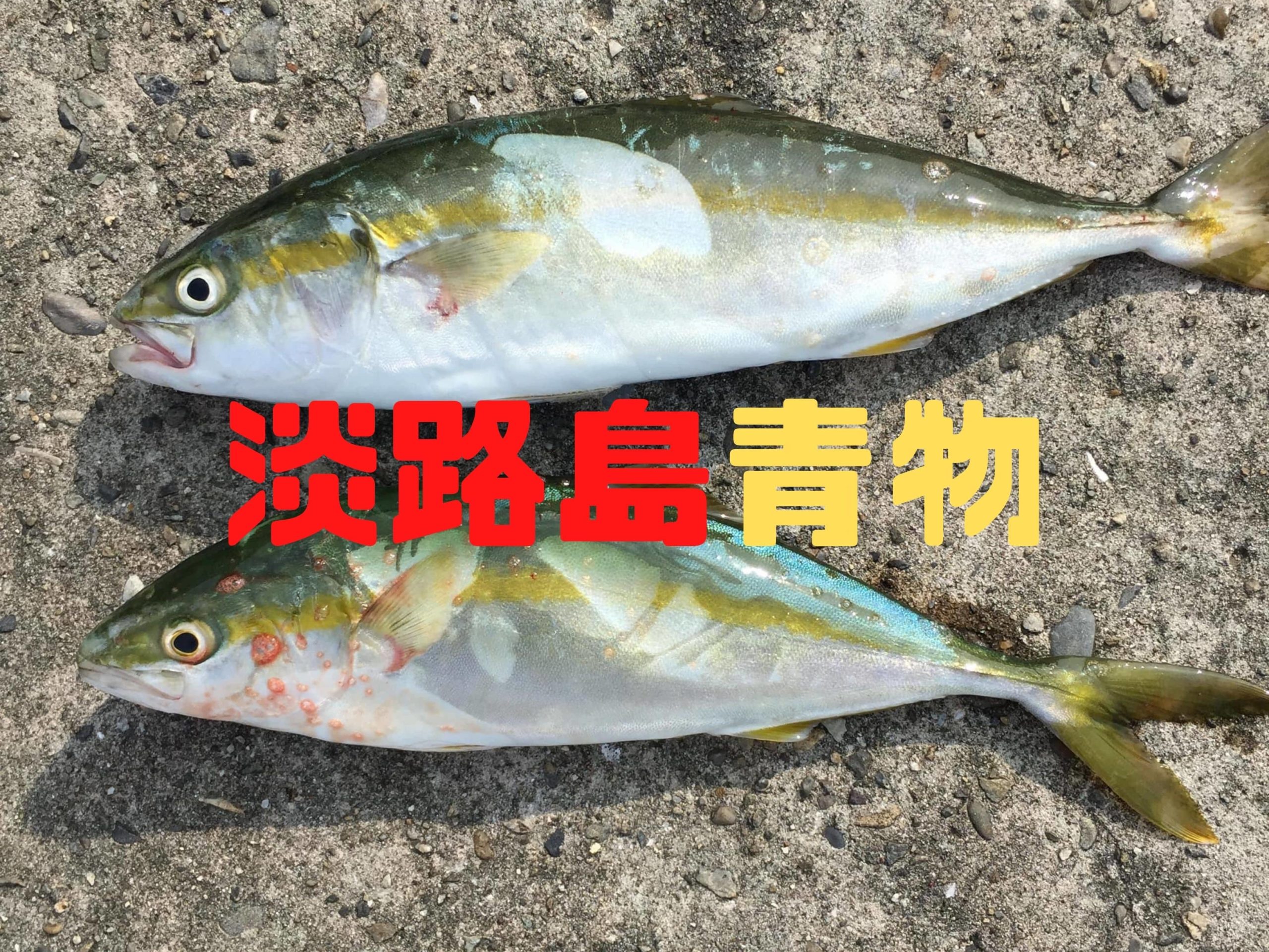 【2020年8月】淡路島にタチウオと青物釣りに行ってきました