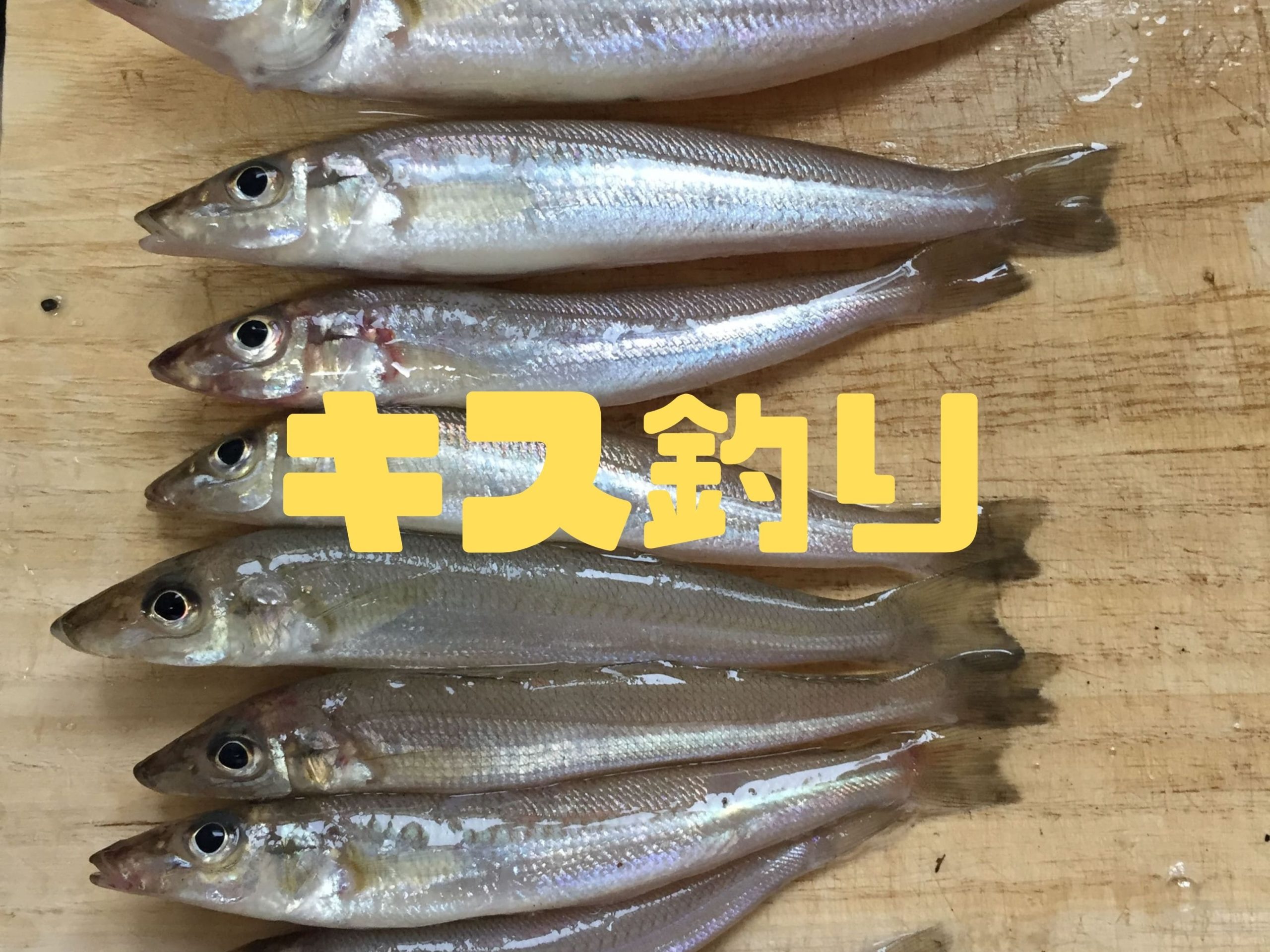【2020年10月】三重県の吉崎海岸にキス・ハゼ釣りに行ってきました