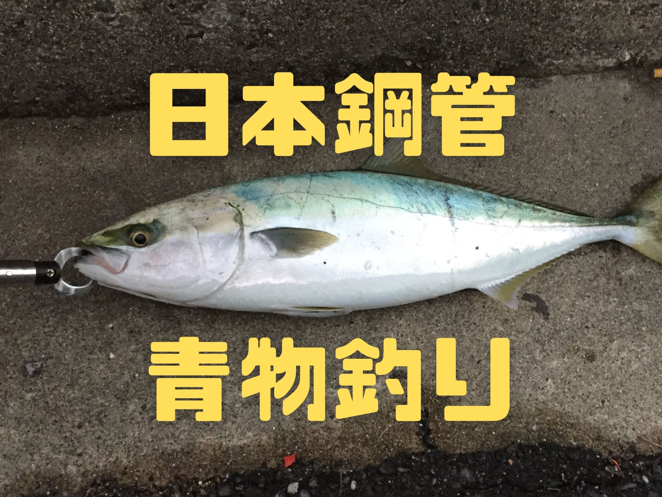 【2020年11月】三重県の日本鋼管にブリ釣りに行ってきました