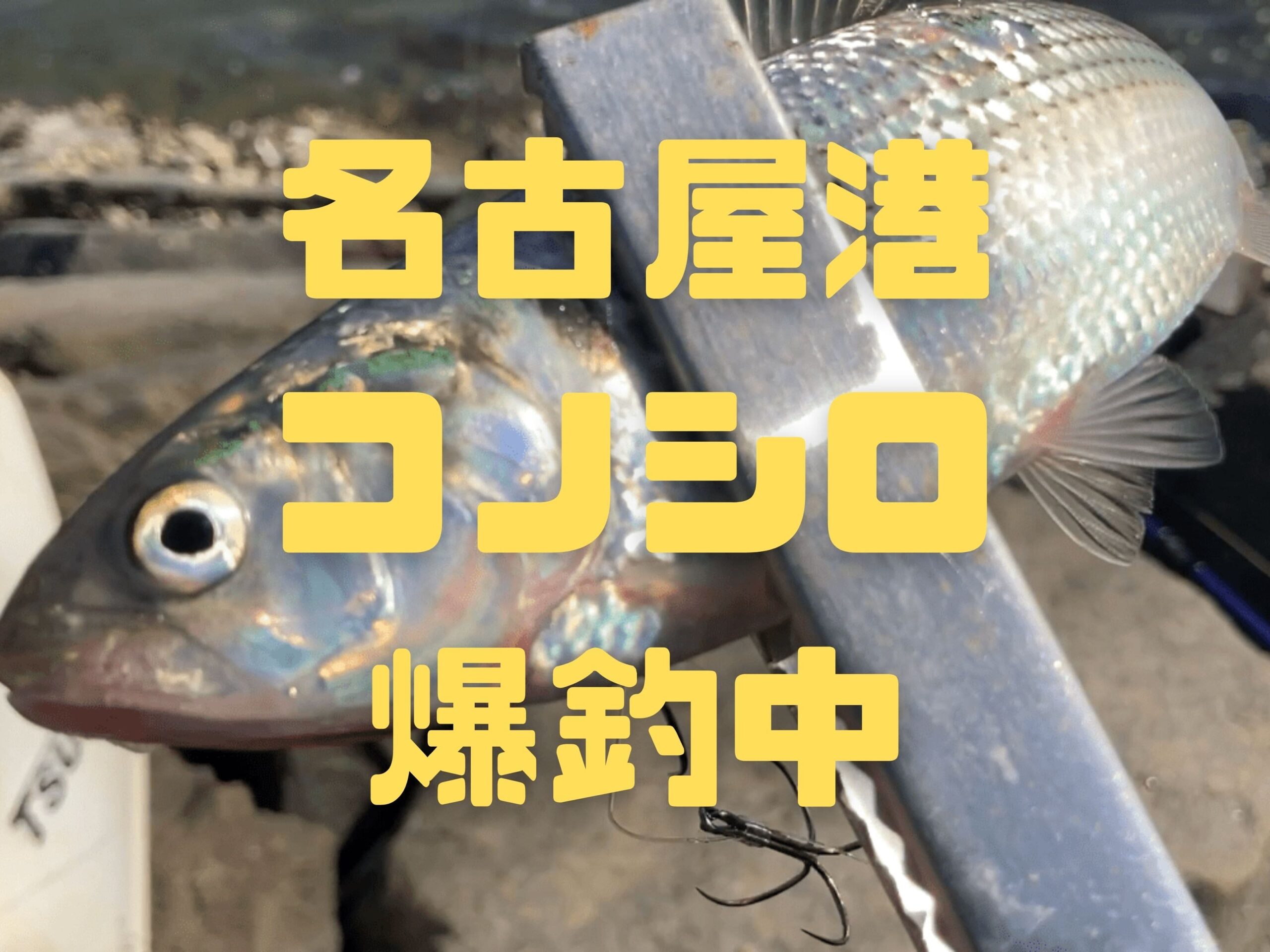 【2022年4月6日】愛知県名古屋港でコノシロが爆釣しています
