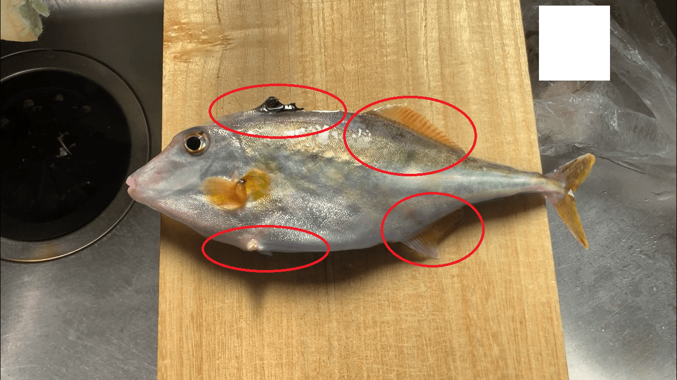 【ギマ】釣ったギマを美味しく食べる調理法（レシピ）を紹介します【ギマの捌き方】