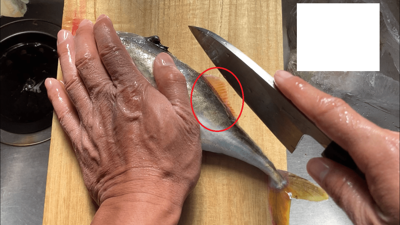 【ギマ】釣ったギマを美味しく食べる調理法（レシピ）を紹介します【ギマの捌き方】