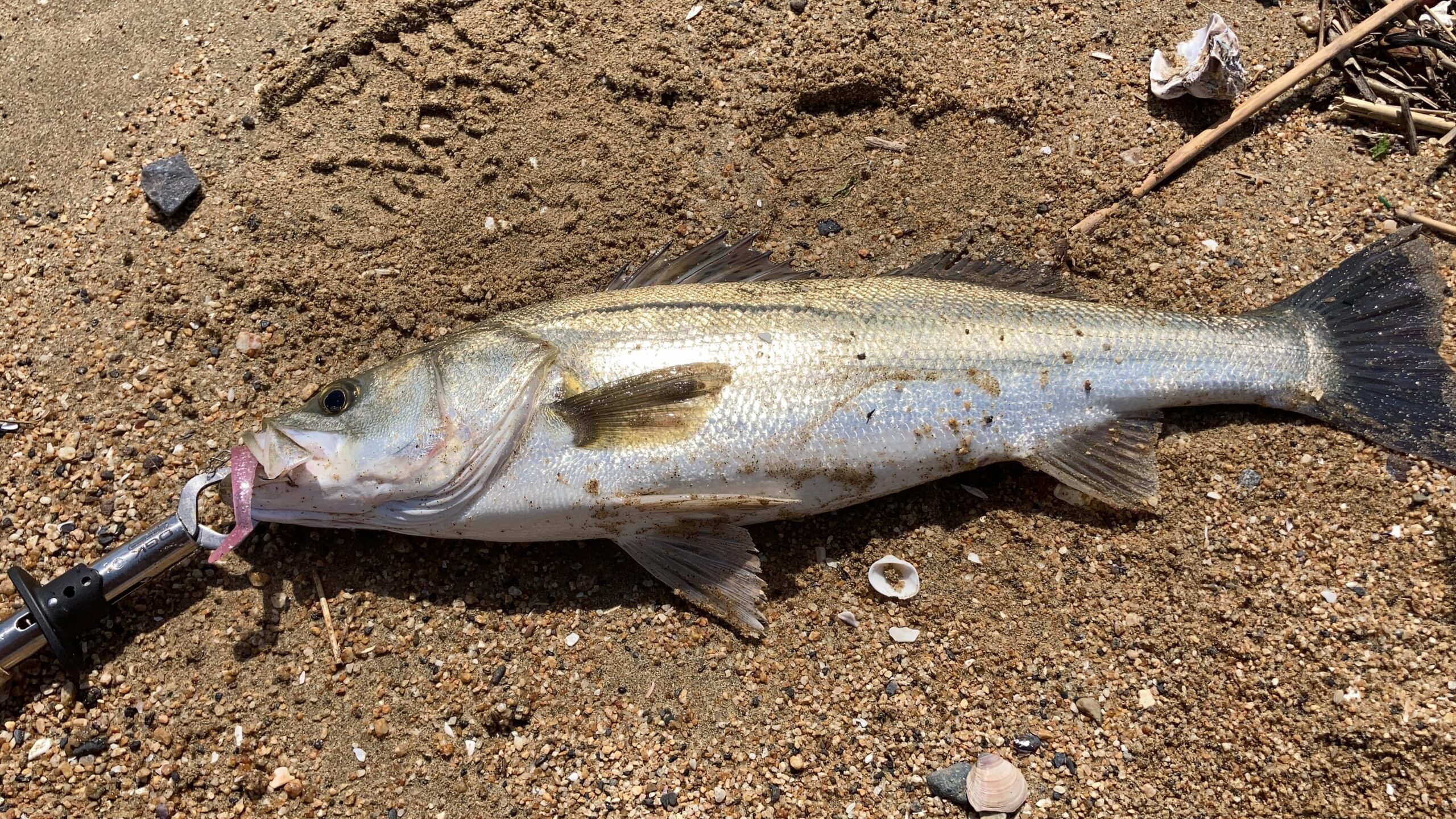 シーバスの釣り方｜初心者でも釣れる！都市河川や港湾で狙えるルアー釣りの王様